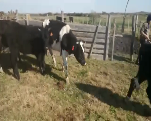 Lote 3 Terneros a remate en Pantalla Camy 180 - 200kg - , San José