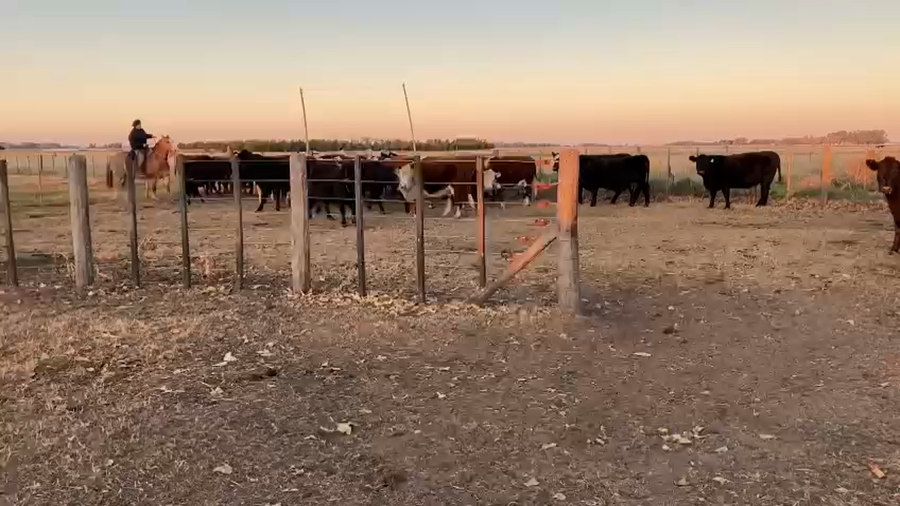 Lote 29 Vacas nuevas Preñadas en Gral. Belgrano, Buenos Aires