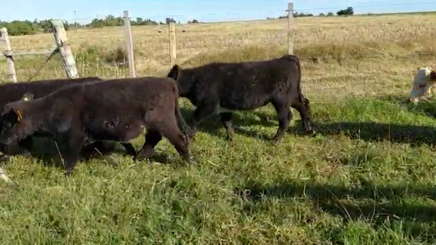 Lote 17 Terneros ANGUS Y CRUZAS a remate en Pantalla Camy Mayo - Desde La Cuenca 155kg - , San José