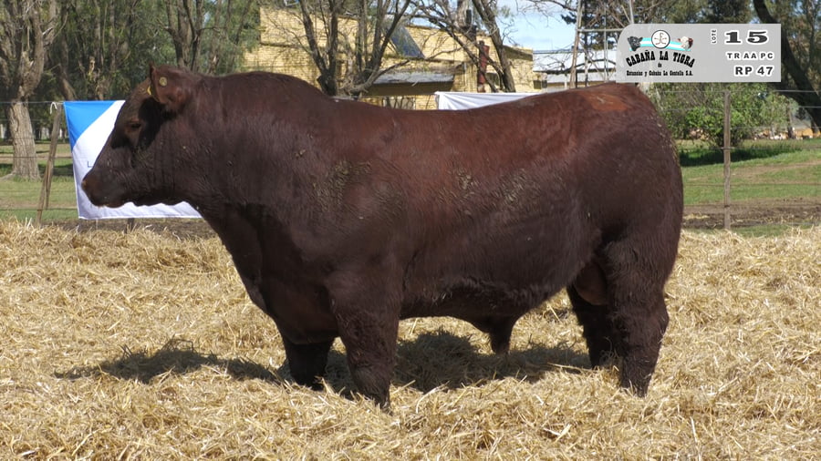 Lote TOROS PUROS CONTROLADOS