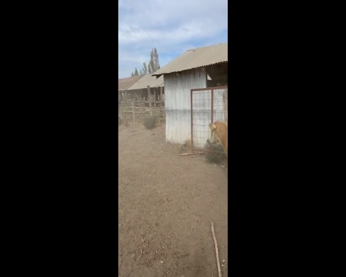 Lote 110 Novillo Engorda en XVI Región Ñuble, Chillán