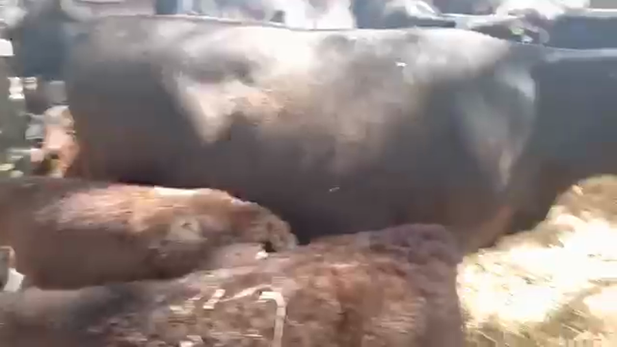 Lote "Corral 7 Vaq. AA PC ""Est. La Negra"""