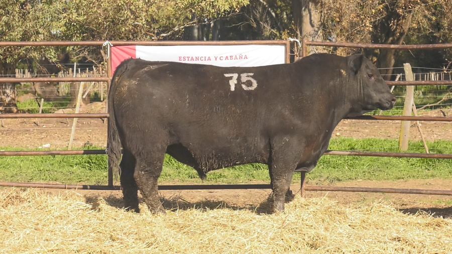 Lote TOROS ANGUS NEGROS  PC