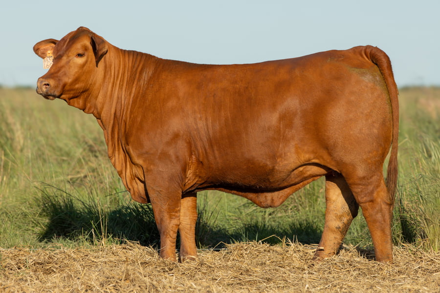 Lote Vaquilla Preñada TE