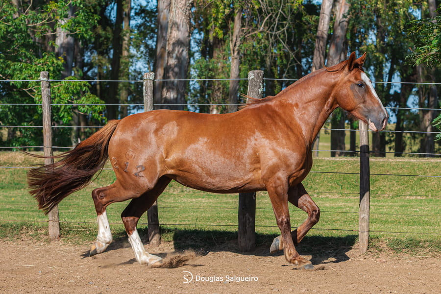 Lote KE LINDA DE LA COLINA