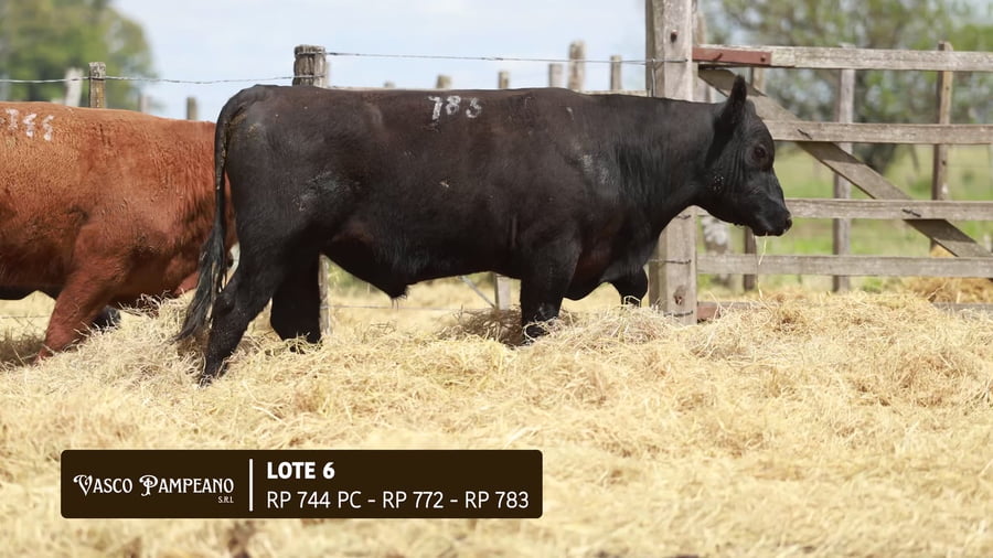 Lote TOROS PPI Y SA ABERDEEN ANGUS