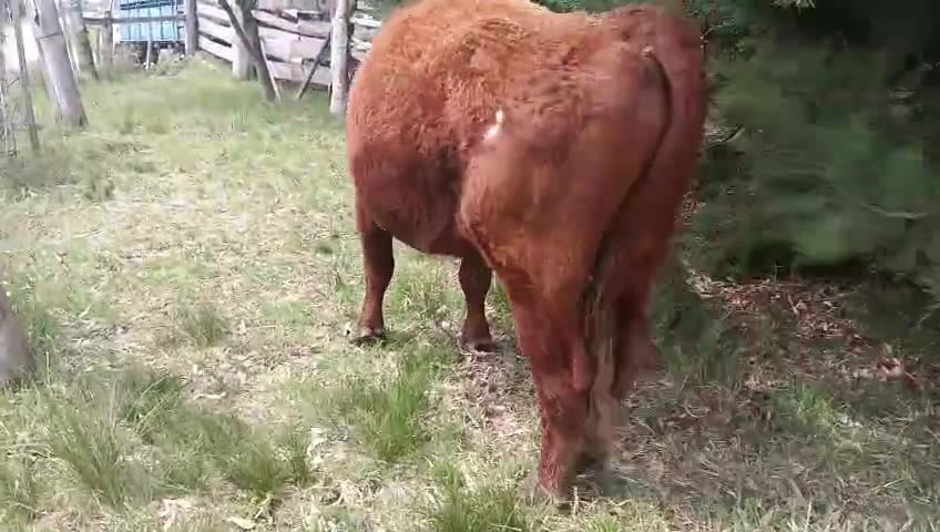 Lote Toros a remate en Pantalla Camy, San José