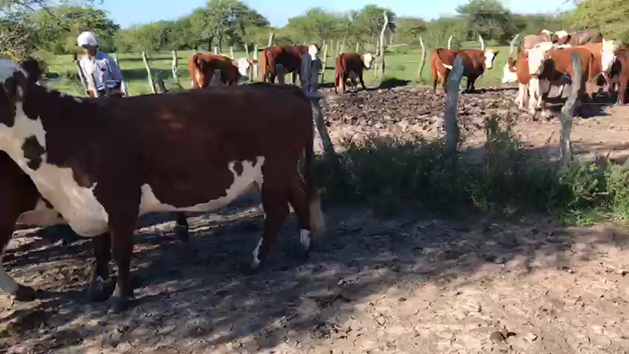 Lote (Vendido)13 Vacas faena a remate en Remate 22 DE ABRIL - Bella Vista, Corrientes