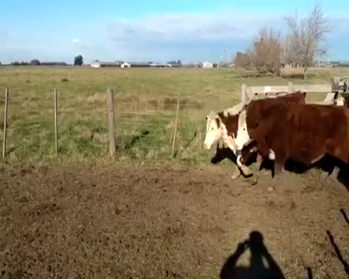 Lote 60 Novillitos de 290Kg en Gral. Las Heras, Buenos Aires