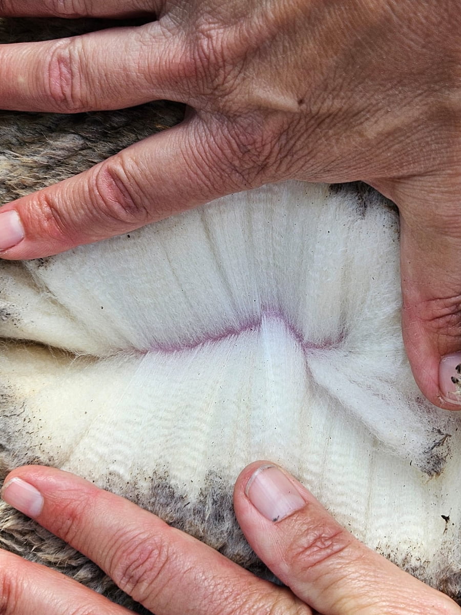 Lote (Vendido)Carneros a remate en Subasta Online - Nambi Guasu, Lavalleja