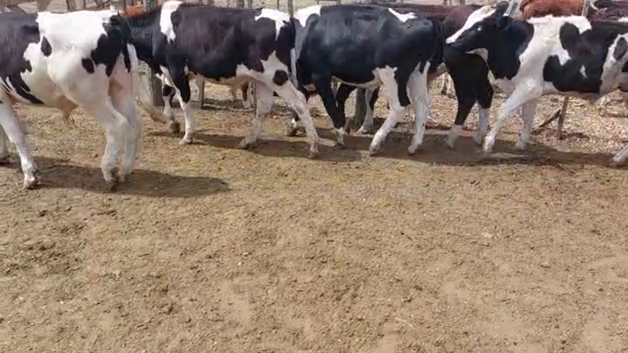 Lote 19 Novillitos Holando Argentino en Ramona, Santa Fe