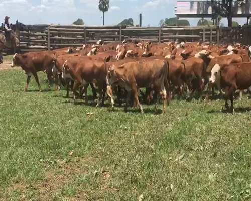 Lote 100 Terneras en El Colorado, Formosa