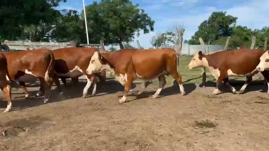 Lote 11 Vacas de invernar