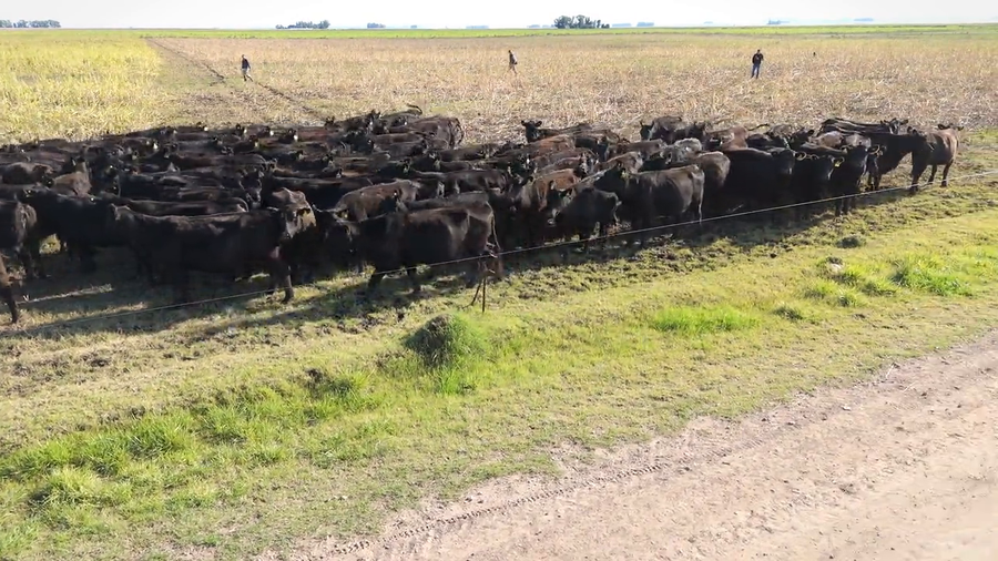 Lote Lote Categoria Vacas C/ gtia de preñez