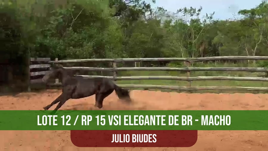 Lote VSI ELEGANTE DE BR