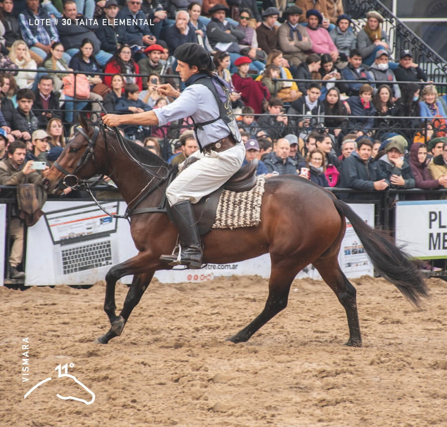 Lote TAITA ELEMENTAL - T/E (MACHITOS CALIFITA - CLON 1 - TAITA FACIL)