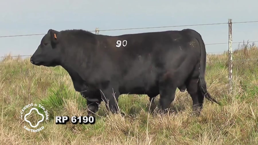 Lote Toro Aberdeen Angus SA de 3 años