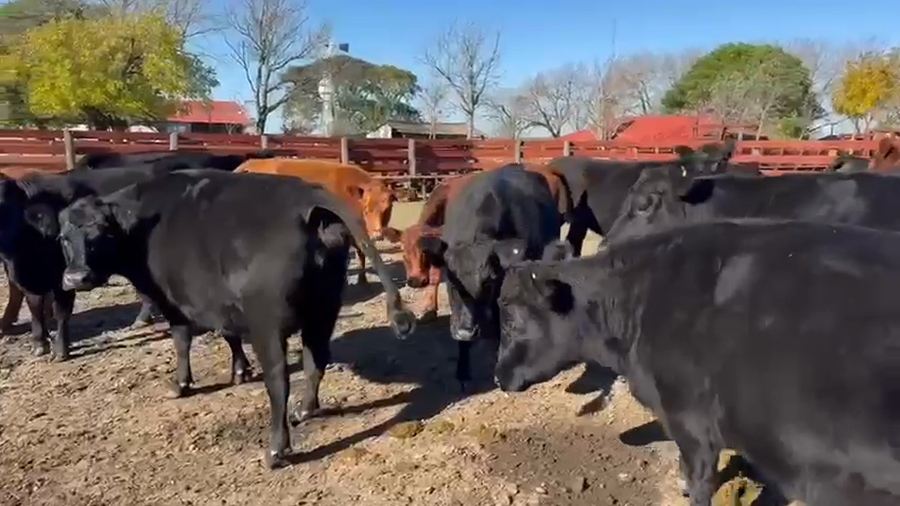 Lote 27 Vacas nuevas C/ gtia de preñez