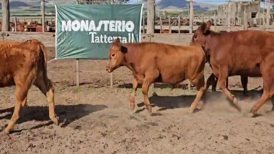 Lote 71 Terneros