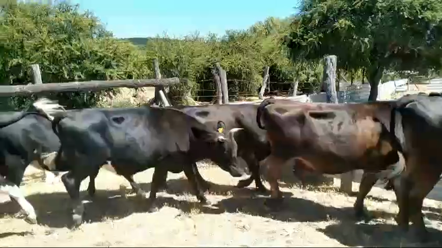 Lote 24 Novillo Engorda en VII  Región Maule, San Javier