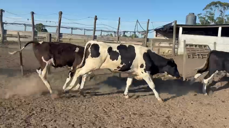 Lote NOVILLOS 1 a 2 AÑOS