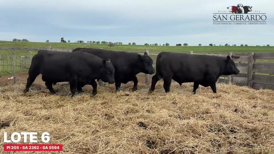 Lote Toros Aberdeen Angus