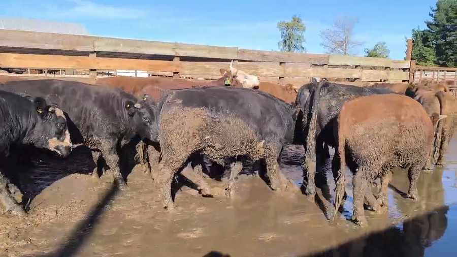 Lote 20 Novillo Gordo en Los Ángeles, VIII Región Biobío