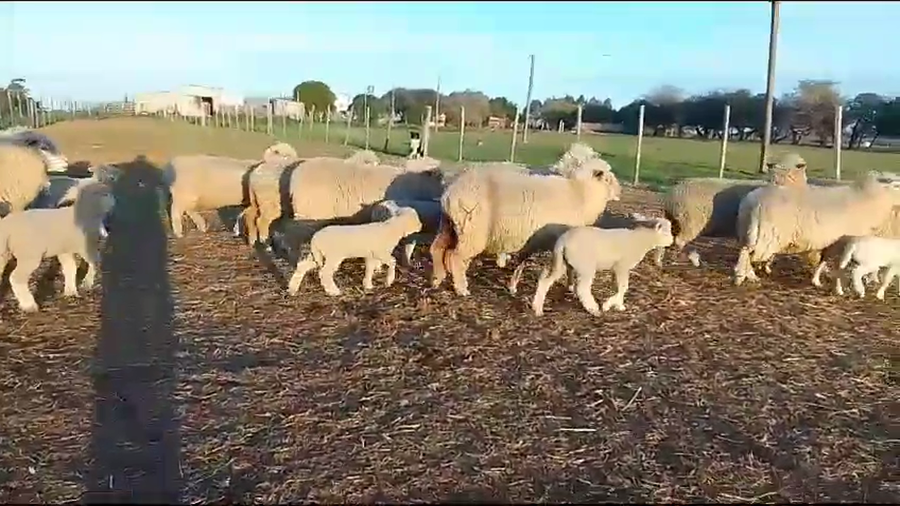 Lote 30 Piezas de cría a remate en Aniversario 115 Años - Camy, San José