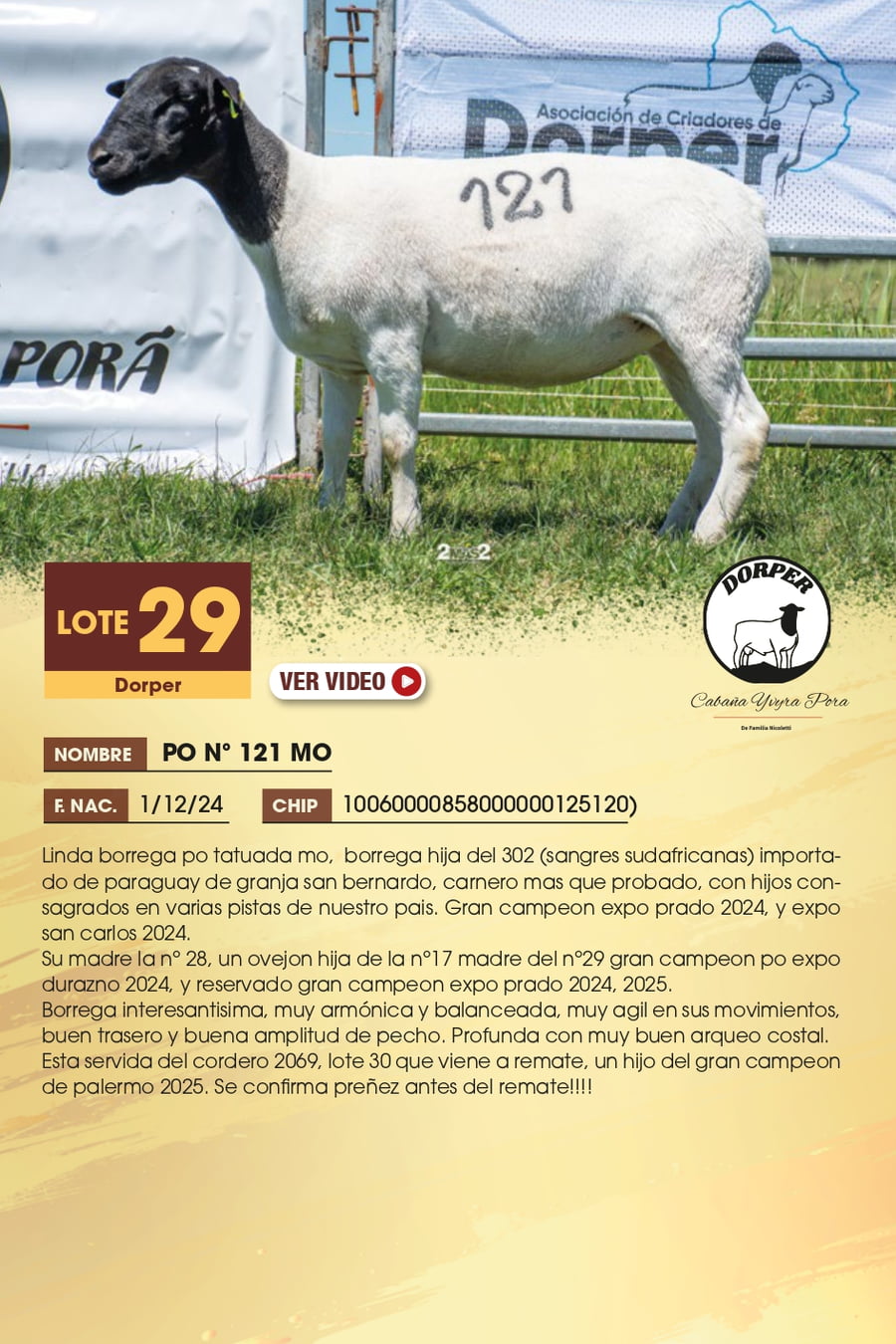 Lote 29 - Dorper