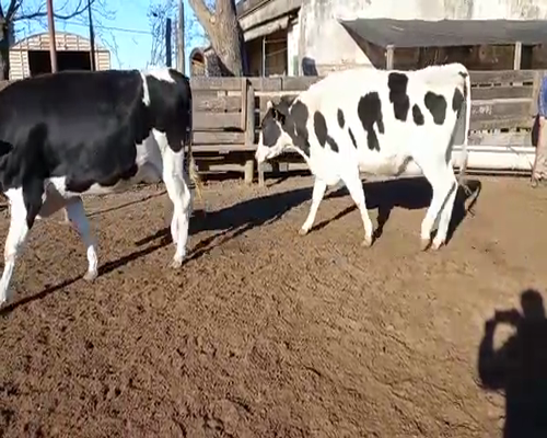 Lote VAQUILLONAS PREÑADAS