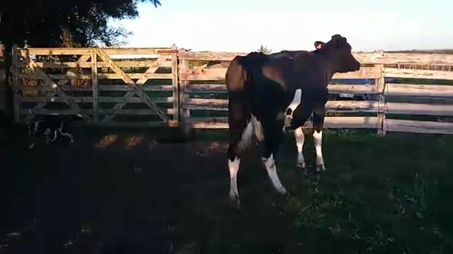 Lote 3 Vacas de Invernada HOLANDO a remate en REMATE POR PANTALLA 650kg - , San José