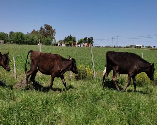 Lote (Vendido)3 Terneras KIWI a remate en #11 Remate de Pantalla 120kg - , Colonia