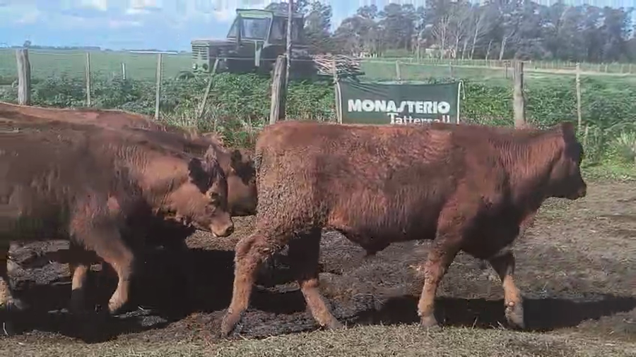 Lote 127 Novillitos en Buenos Aires, Coronel Suarez