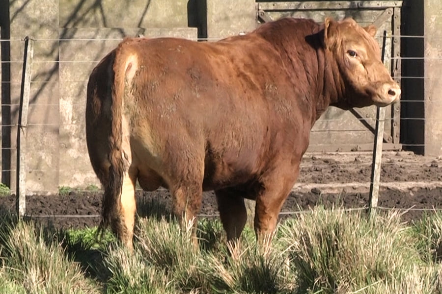 Lote TOROS PP 3 años