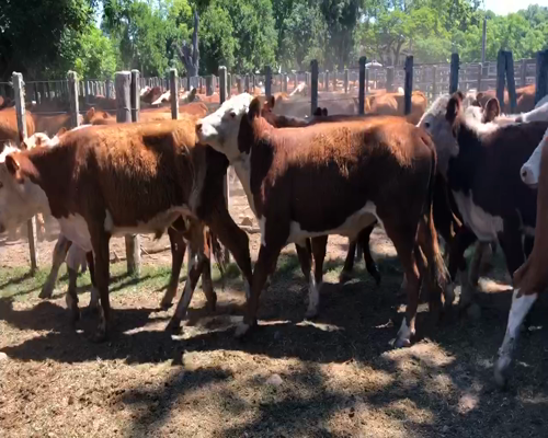 Lote 50 Novillos en Cerro Largo, Cerro Largo