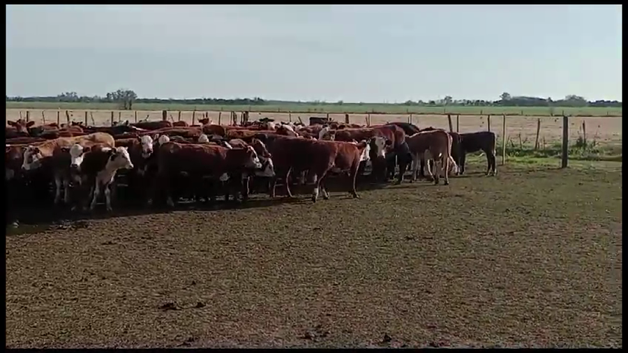 Lote 270 Terneros/as en Pavón, Santa Fe