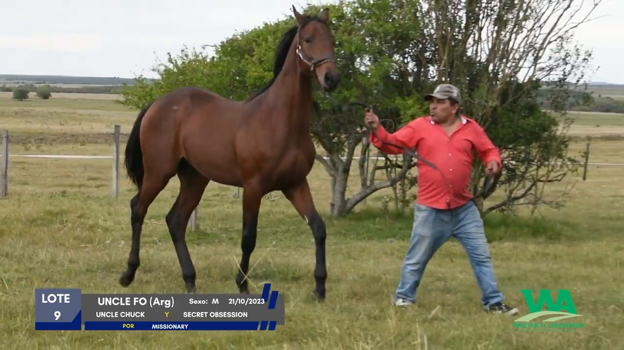 Lote UNCLE FO (Arg)