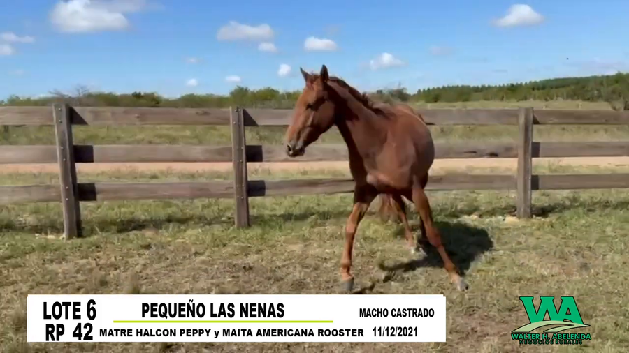 Lote PEQUEÑO LAS NENAS