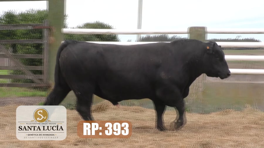Lote Angus