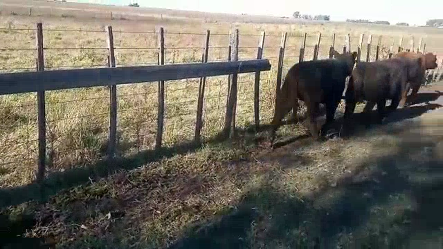 Lote 20 Terneros/as en Buenos Aires, Pehuajó