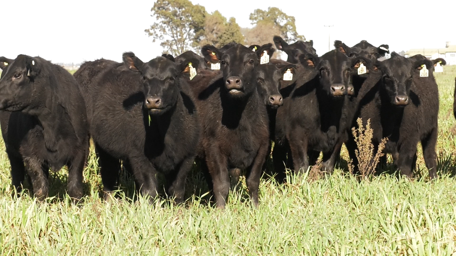 Lote VAQ. ANGUS NEGRAS  MAS C/GTÍA DE PREÑEZ
