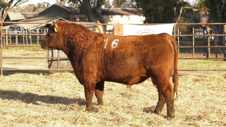 Lote TOROS ANGUS COLORADOS  PC