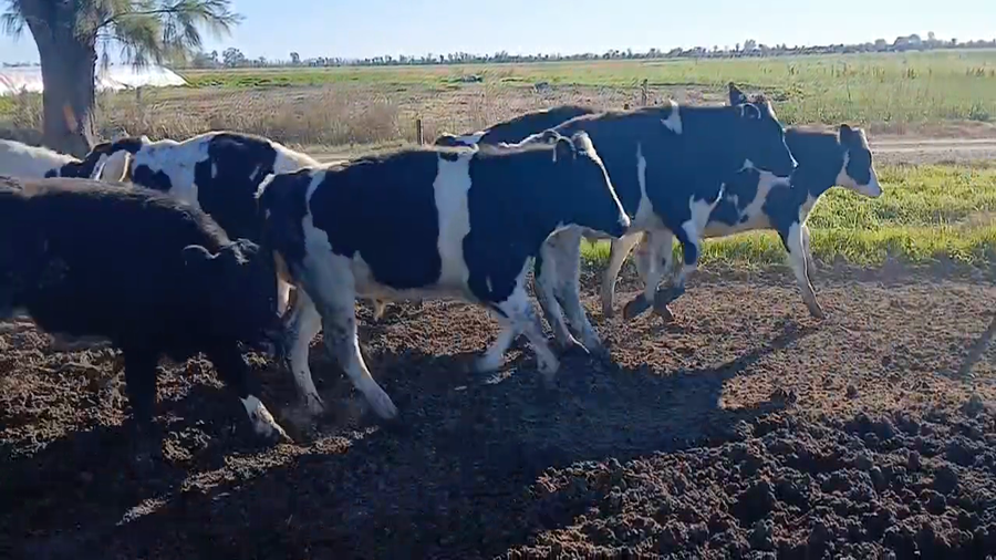 Lote 18 Terneros Holando en Col. Tacurales, Santa Fe