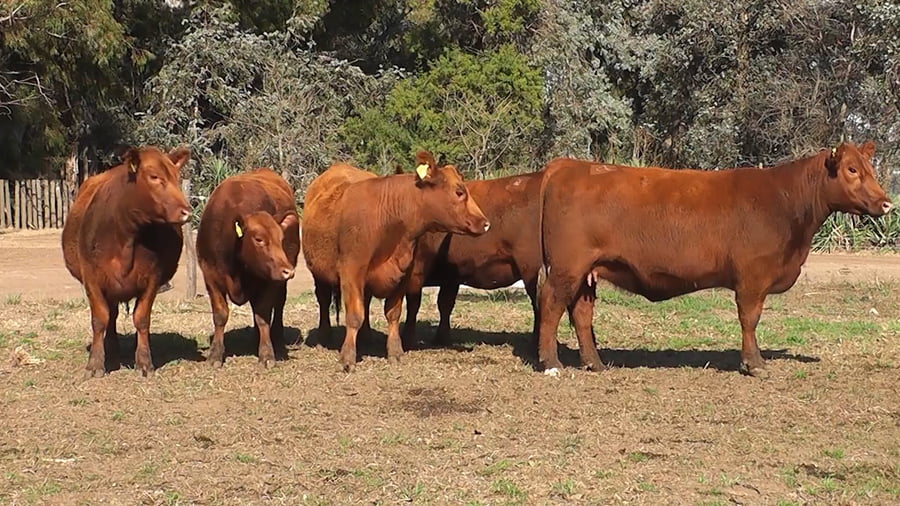 Lote VAQUILLONAS PURAS CONTROLADAS CON GARANTIA DE PREÑEZ