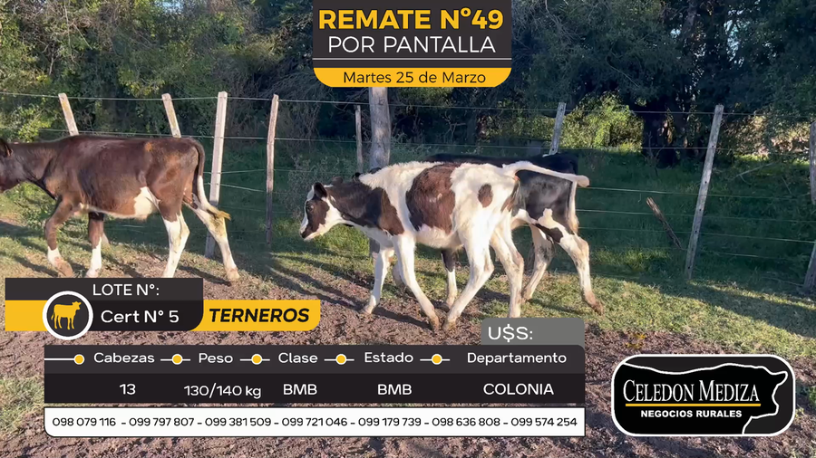 Lote 13 Terneros en Artilleros, Colonia