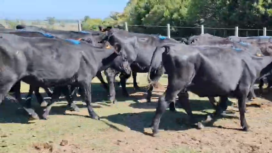 Lote 24 Vaquillonas  a remate en Pantalla Camy - Aniversario 31 Años 350kg - , San José