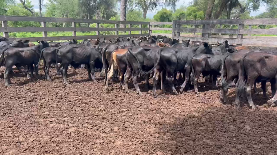 Lote 200 Terneros en Juan José Castelli, Chaco