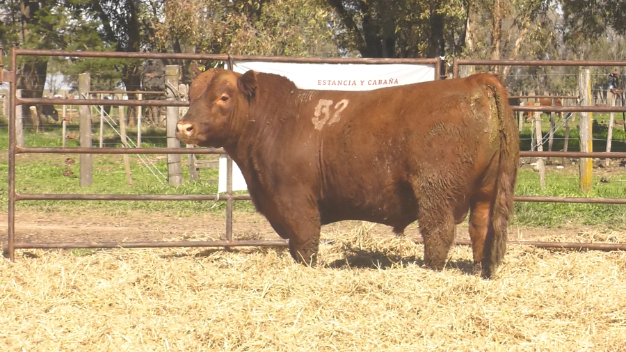 Lote TOROS ANGUS COLORADOS PC