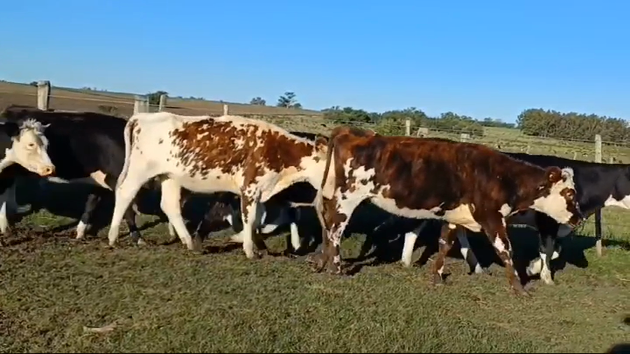 Lote 11 Vaquillonas 1 a 2 años NORMANDO - HEREFORD/ ANGUS a remate en #44 Pantalla Carmelo 280kg -  en PUNTAS DEL PERDIDO