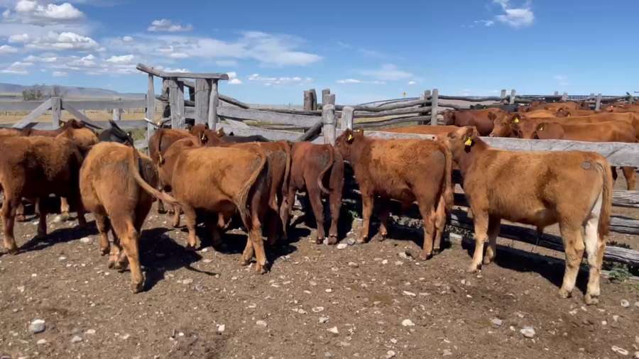 Lote 28 Ternero en Coyhaique, XI Región Aysén